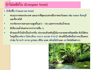 ป่าไม่ผลัดใบ (Evergeen forest)
1. ป่าดิบชื้น (Tropical rain forest)
 พบทุกภาคของประเทศ และมากที่สุดแถบชายฝั่งภาคตะวันออก เช่น ระยอง จันทบุรี
และที่ภาคใต้
 กระจัดกระจายตามความสูงตั้งแต่ 0 - 100 เมตรจากระดับน้าทะเล
 มีปริมาณน้าฝนตกมากกว่าภาคอื่น ๆ
 ลักษณะทั่วไปมักเป็นป่ารกทึบ ประกอบด้วยพันธุ์ไม้มากมายหลายร้อยชนิด ต้นไม้ส่วน
ใหญ่เป็นวงศ์ยาง ไม้ตะเคียน กะบาก อบเชย จาปาป่า ส่วนที่เป็นพืชชั้นล่างจะเป็นพวก
ปาล์ม ไผ่ ระกา หวาย บุกขอน เฟิร์น มอส กล้วยไม้ป่าและ เถาวัลย์ชนิดต่างๆ
 