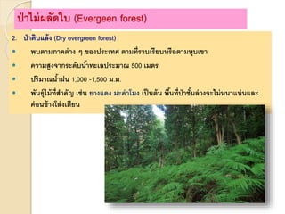 2. ป่าดิบแล้ง (Dry evergreen forest)
 พบตามภาคต่าง ๆ ของประเทศ ตามที่ราบเรียบหรือตามหุบเขา
 ความสูงจากระดับน้าทะเลประมาณ 500 เมตร
 ปริมาณน้าฝน 1,000 -1,500 ม.ม.
 พันธุ์ไม้ที่สาคัญ เช่น ยางแดง มะค่าโมง เป็นต้น พื้นที่ป่าชั้นล่างจะไม่หนาแน่นและ
ค่อนข้างโล่งเตียน
ป่าไม่ผลัดใบ (Evergeen forest)
 