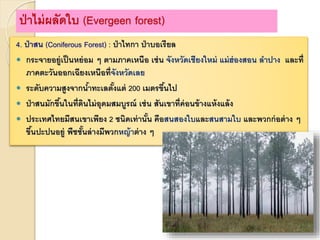 4. ป่าสน (Coniferous Forest) : ป่าไทกา ป่าบอเรียล
 กระจายอยู่เป็นหย่อม ๆ ตามภาคเหนือ เช่น จังหวัดเชียงใหม่ แม่ฮ่องสอน ลาปาง และที่
ภาคตะวันออกเฉียงเหนือที่จังหวัดเลย
 ระดับความสูงจากน้าทะเลตั้งแต่ 200 เมตรขึ้นไป
 ป่าสนมักขึ้นในที่ดินไม่อุดมสมบูรณ์ เช่น สันเขาที่ค่อนข้างแห้งแล้ง
 ประเทศไทยมีสนเขาเพียง 2 ชนิดเท่านั้น คือสนสองใบและสนสามใบ และพวกก่อต่าง ๆ
ขึ้นปะปนอยู่ พืชชั้นล่างมีพวกหญ้าต่าง ๆ
ป่าไม่ผลัดใบ (Evergeen forest)
 