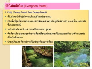 5. ป่าพรุ (Swamp Forest, Peat Swamp Forest)
 เป็นสังคมป่าที่อยู่ถัดจากบริเวณสังคมป่าชายเลน
 เป็นพื้นที่ลุ่มที่มีการทับถมของซากพืชและอินทรียวัตถุที่ไม่สลายตัว และมีน้าท่วมขังหรือ
ชื้นแฉะตลอดปี
 พบในจังหวัดนราธิวาส นครศรีธรรมราช ชุมพร
 พื้นที่ส่วนใหญ่ถูกบุกรุกทาลายเพื่อเปลี่ยนแปลงสภาพเป็นสวนมะพร้าว นาข้าว และบ่อ
เลี้ยงกุ้งเลี้ยงปลา
 ป่าพรุโต๊ะแดง ที่นราธิวาสเป็นป่าพรุที่สมบูรณ์ที่สุด
ป่าไม่ผลัดใบ (Evergeen forest)
 
