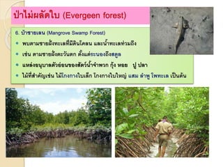 ป่าไม่ผลัดใบ (Evergeen forest)
6. ป่าชายเลน (Mangrove Swamp Forest)
 พบตามชายฝั่งทะเลที่มีดินโคลน และน้าทะเลท่วมถึง
 เช่น ตามชายฝั่งตะวันตก ตั้งแต่ระนองถึงสตูล
 แหล่งอนุบาลตัวอ่อนของสัตว์น้าจาพวก กุ้ง หอย ปู ปลา
 ไม้ที่สาคัญเช่น ไม้โกงกางใบเล็ก โกงกางใบใหญ่ แสม ลาพู โพทะเล เป็นต้น
 
