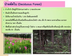 2. ป่าเต็งรัง มีอยู่ทั่วไปตามภาคต่าง ๆ ของประเทศ
 ดินมักเป็นดินทรายและดินลูกรัง
 มีปริมาณน้าฝนไม่เกิน 1,000 มิลลิเมตรต่อปี
 พรรณไม้ที่ขึ้นมักเป็นชนิดที่ทนแล้งทนไฟป่า เช่น เต็ง รัง พลวง มะขามป้ อม มะกอก
ผักหวาน ฯลฯ เป็นต้น
 พืชชั้นล่างส่วนใหญ่เป็นพวกหญ้า ไผ่ต่าง ๆ พบมากที่สุดคือไผ่เพ็กหรือหญ้าเพ็ก พวกปรง
พวกขิง ข่า เป็นต้น
ป่าผลัดใบ (Deciduous Forest)
 