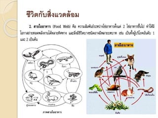 ชีวิตกับสิ่งแวดล้อม
 
