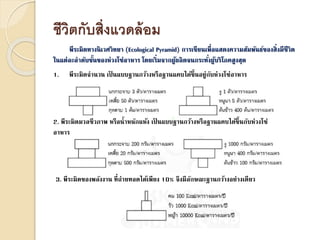 ชีวิตกับสิ่งแวดล้อม
1. พีระมิดจานวน เป็ นแบบฐานกว้างหรือฐานแคบได้ขึ้นอยู่กับห่วงโซ่อาหาร
2. พีระมิดมวลชีวภาพ หรือน้าหนักแห้ง เป็ นแบบฐานกว้างหรือฐานแคบได้ขึ้นกับห่วงโซ่
อาหาร
3. พีระมิดของพลังงาน ที่ถ่ายทอดได้เพียง 10% จึงมีลักษณะฐานกว้างอย่างเดียว
พีระมิดทางนิเวศวิทยา (Ecological Pyramid) การเขียนเพื่อแสดงความสัมพันธ์ของสิ่งมีชีวิต
ในแต่ละลาดับขั้นของห่วงโซ่อาหาร โดยเริ่มจากผู้ผลิตจนกระทั่งผู้บริโภคสูงสุด
 