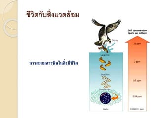 ชีวิตกับสิ่งแวดล้อม
การสะสมสารพิษในสิ่งมีชีวิต
 