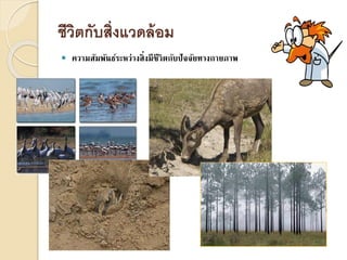 ชีวิตกับสิ่งแวดล้อม
 ความสัมพันธ์ระหว่างสิ่งมีชีวิตกับปัจจัยทางกายภาพ
 