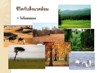ชีวิตกับสิ่งแวดล้อม
 ไบโอมบนบก
 