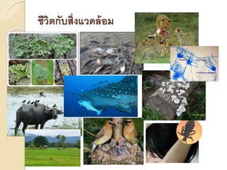 ชีวิตกับสิ่งแวดล้อม
 