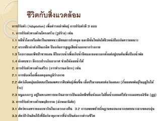 ชีวิตกับสิ่งแวดล้อม
การปรับตัว (Adaptation) เพื่อดารงเผ่าพันธุ์ การปรับตัวมี 3 แบบ
1. การปรับตัวทางด้านโครงสร้าง (รูปร่าง) เช่น
1.1 หมีขั้วโลกหรือสัตว์ในเขตหนาวมีขนยาวปกคลุม และมีชั้นไขมันใต้ผิวหนังป้ องกันความหนาว
1.2 จระเข้ผิวลาตัวเป็ นเกล็ด ป้ องกันการสูญเสียน้าออกจากร่างกาย
1.3 โกงกางและพืชป่ าชายเลน มีใบอวบน้าเพื่อเก็บน้าจืดและผลจะงอกตั้งแต่อยู่บนต้นเพื่อป้ องน้าพัด
1.4 ผักตบชวา มีกระเปาะเก็บอากาศ ช่วยให้ลอยน้าได้
2. การปรับตัวทางด้านสรีระ (การทางานอวัยวะ) เช่น
2.1 การขับเหงื่อเพื่อลดอุณหภูมิร่างกาย
2.2 สัตว์เลือดอุ่นผลิตฮอร์โมนเพศการสืบพันธุ์เพิ่มขึ้น เมื่อปริมาณแสงต่อวันลดลง (เริ่มผสมพันธุ์ในฤดูใบไม้
ร่วง)
2.3 หนูแกงการู อยู่ในทะเลทรายจะกินอาหารเป็ นเมล็ดพืชที่แห้งและไม่ดื่มน้าเลยแต่ได้จากเมแทบอลิซึม (อูฐ)
3. การปรับตัวทางด้านพฤติกรรม (ลักษณะนิสัย)
3.1 สัตว์ทะเลทรายออกหากินในเวลากลางคืน 3.2 การอพยพย้ายถิ่นฐานของนกจากเขตหนาวมาเขตอบอุ่น
3.3 สัตว์ป่ ากินดินโป่ งที่มีแร่ธาตุอาหารที่จาเป็ นต่อการดารงชีวิต
 