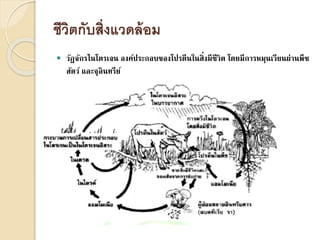 ชีวิตกับสิ่งแวดล้อม
 วัฏจักรไนโตรเจน องค์ประกอบของโปรตีนในสิ่งมีชีวิต โดยมีการหมุนเวียนผ่านพืช
สัตว์ และจุลินทรีย์
 