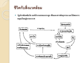 ชีวิตกับสิ่งแวดล้อม
 วัฏจักรฟอสฟอรัส องค์ประกอบของกระดูก ฟันและสารพันธุกรรม และไม่พบการ
หมุนเวียนสู่บรรยากาศ
 