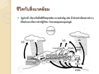 ชีวิตกับสิ่งแวดล้อม
 วัฏจักรน้า มีมากในสิ่งมีชีวิตทุกชนิด ความสาคัญ เช่น น้าช่วยลาเลียงสารต่างๆ
เป็ นตัวกลางในการทาปฏิกิริยา รักษาสมดุลของอุณหภูมิ
 