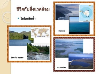 ชีวิตกับสิ่งแวดล้อม
 ไบโอมในน้า
 