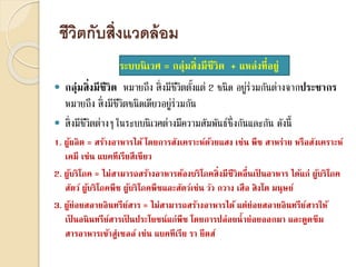 ชีวิตกับสิ่งแวดล้อม
ระบบนิเวศ = กลุ่มสิ่งมีชีวิต + แหล่งที่อยู่
 กลุ่มสิ่งมีชีวิต หมายถึง สิ่งมีชีวิตตั้งแต่ 2 ชนิด อยู่ร่วมกันต่างจากประชากร
หมายถึง สิ่งมีชีวิตชนิดเดียวอยู่ร่วมกัน
 สิ่งมีชีวิตต่างๆ ในระบบนิเวศต่างมีความสัมพันธ์ซึ่งกันและกัน ดังนี้
1. ผู้ผลิต = สร้างอาหารได้ โดยการสังเคราะห์ด้วยแสง เช่น พืช สาหร่าย หรือสังเคราะห์
เคมี เช่น แบคทีเรียสีเขียว
2. ผู้บริโภค = ไม่สามารถสร้างอาหารต้องบริโภคสิ่งมีชีวิตอื่นเป็ นอาหาร ได้แก่ ผู้บริโภค
สัตว์ ผู้บริโภคพืช ผู้บริโภคพืชและสัตว์เช่น วัว กวาง เสือ สิงโต มนุษย์
3. ผู้ย่อยสลายอินทรีย์สาร = ไม่สามารถสร้างอาหารได้ แต่ย่อยสลายอินทรีย์สารให้
เป็ นอนินทรีย์สารเป็ นประโยชน์แก่พืช โดยการปล่อยน้าย่อยออกมา และดูดซึม
สารอาหารเข้าสู่เซลล์ เช่น แบคทีเรีย รา ยีตส์
 