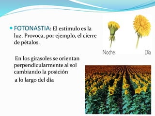  FOTONASTIA: El estímulo es la
luz. Provoca, por ejemplo, el cierre
de pétalos.
En los girasoles se orientan
perpendicularmente al sol
cambiando la posición
a lo largo del día
 
