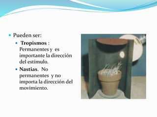  Pueden ser:
 Tropismos :
Permanentes y es
importante la dirección
del estímulo.
 Nastias. No
permanentes y no
importa la dirección del
movimiento.
 