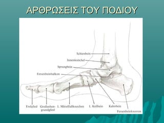 ΑΡΘΡΩΣΕΙΣ ΤΟΥ ΠΟΔΙΟΥΑΡΘΡΩΣΕΙΣ ΤΟΥ ΠΟΔΙΟΥ
 
