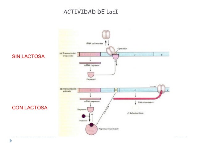 1. regulacion de la expresion genica 1. regulacion de la expresion genica