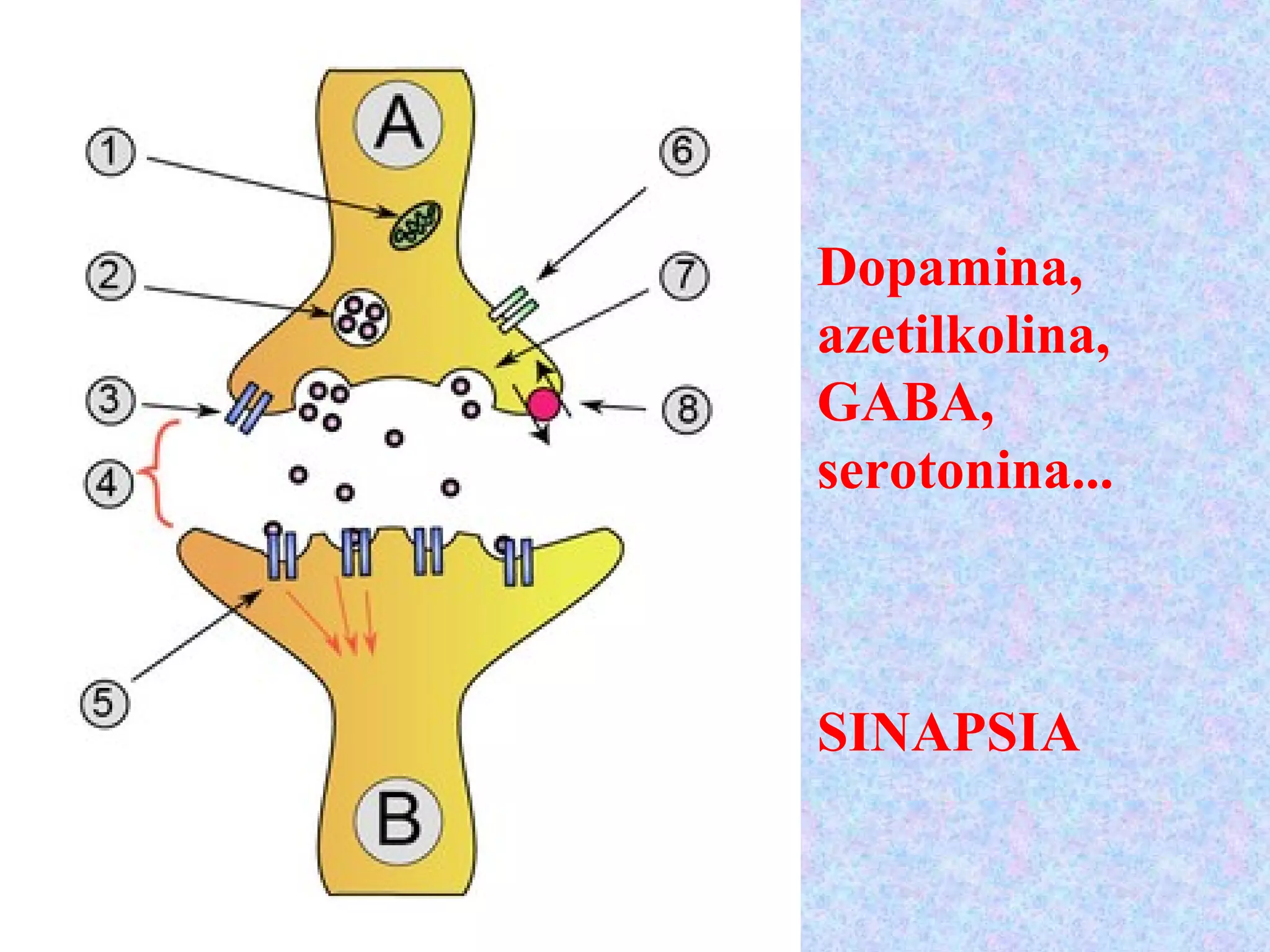 SINAPSIA
Dopamina,
azetilkolina,
GABA,
serotonina...
 
