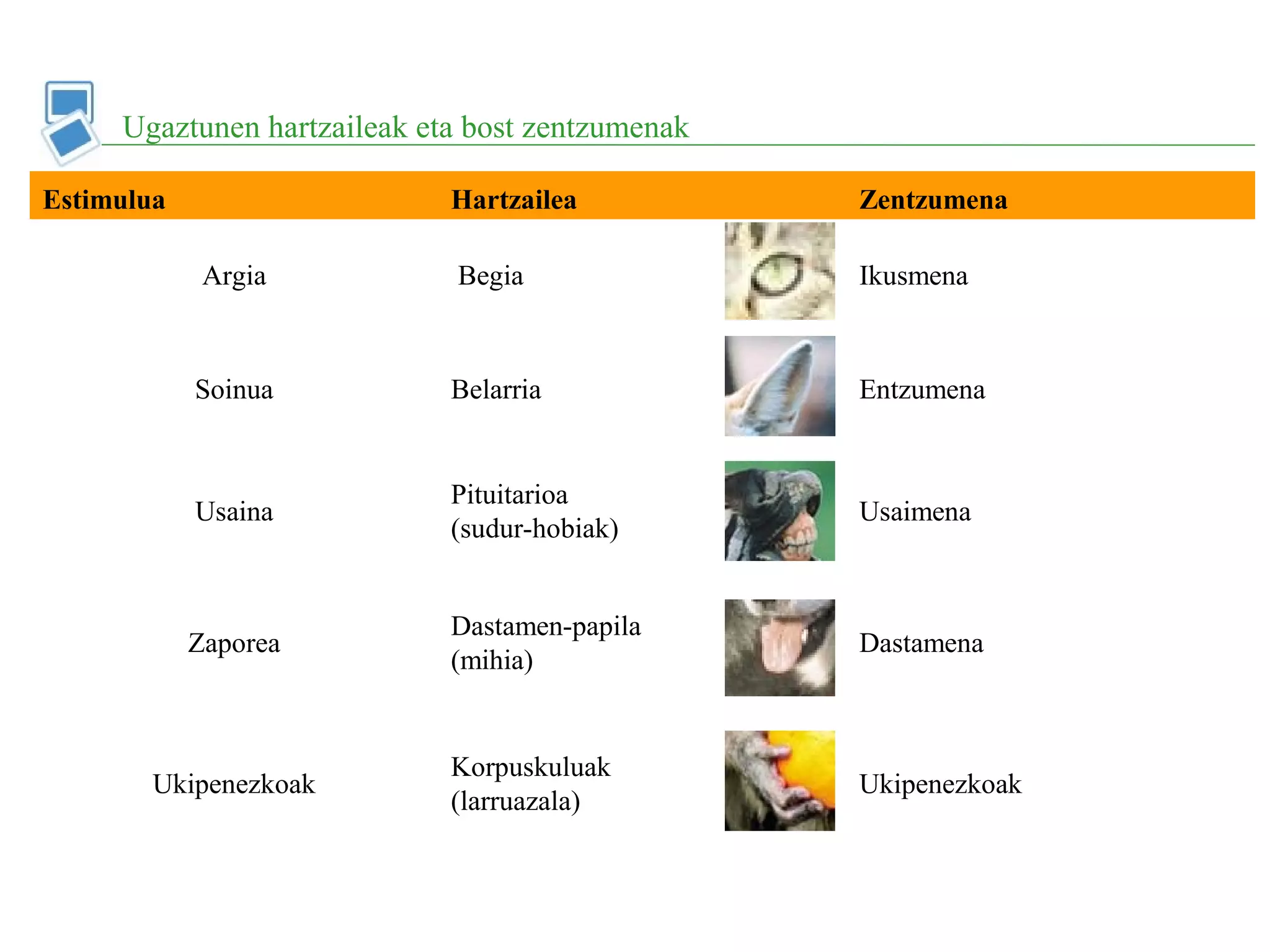 Ugaztunen hartzaileak eta bost zentzumenak
Estimulua Hartzailea Zentzumena
Argia Begia Ikusmena
Soinua Belarria Entzumena
Usaina
Pituitarioa
(sudur-hobiak)
Usaimena
Zaporea
Dastamen-papila
(mihia)
Dastamena
Ukipenezkoak
Korpuskuluak
(larruazala)
Ukipenezkoak
 