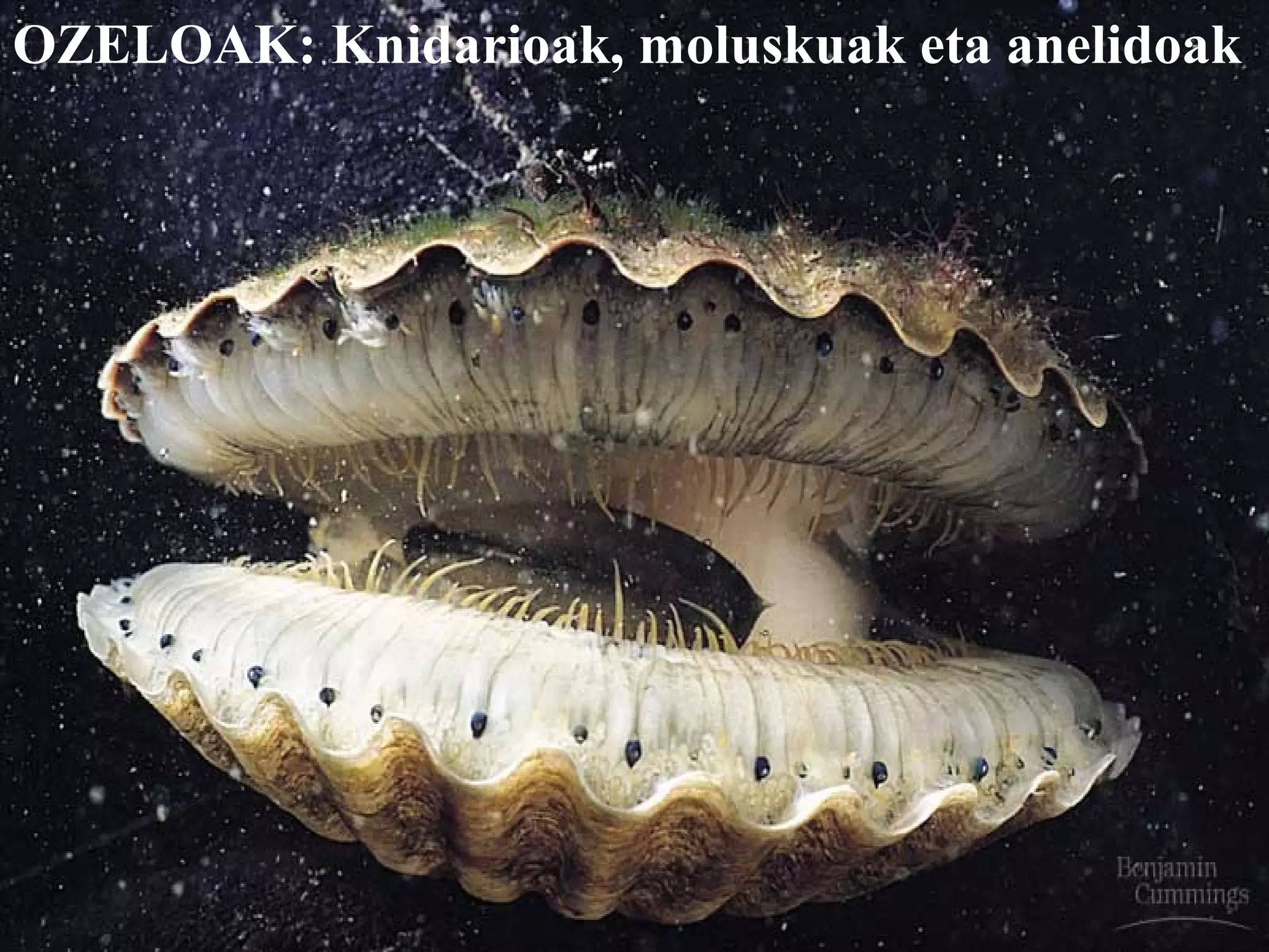 OZELOAK: Knidarioak, moluskuak eta anelidoak
 