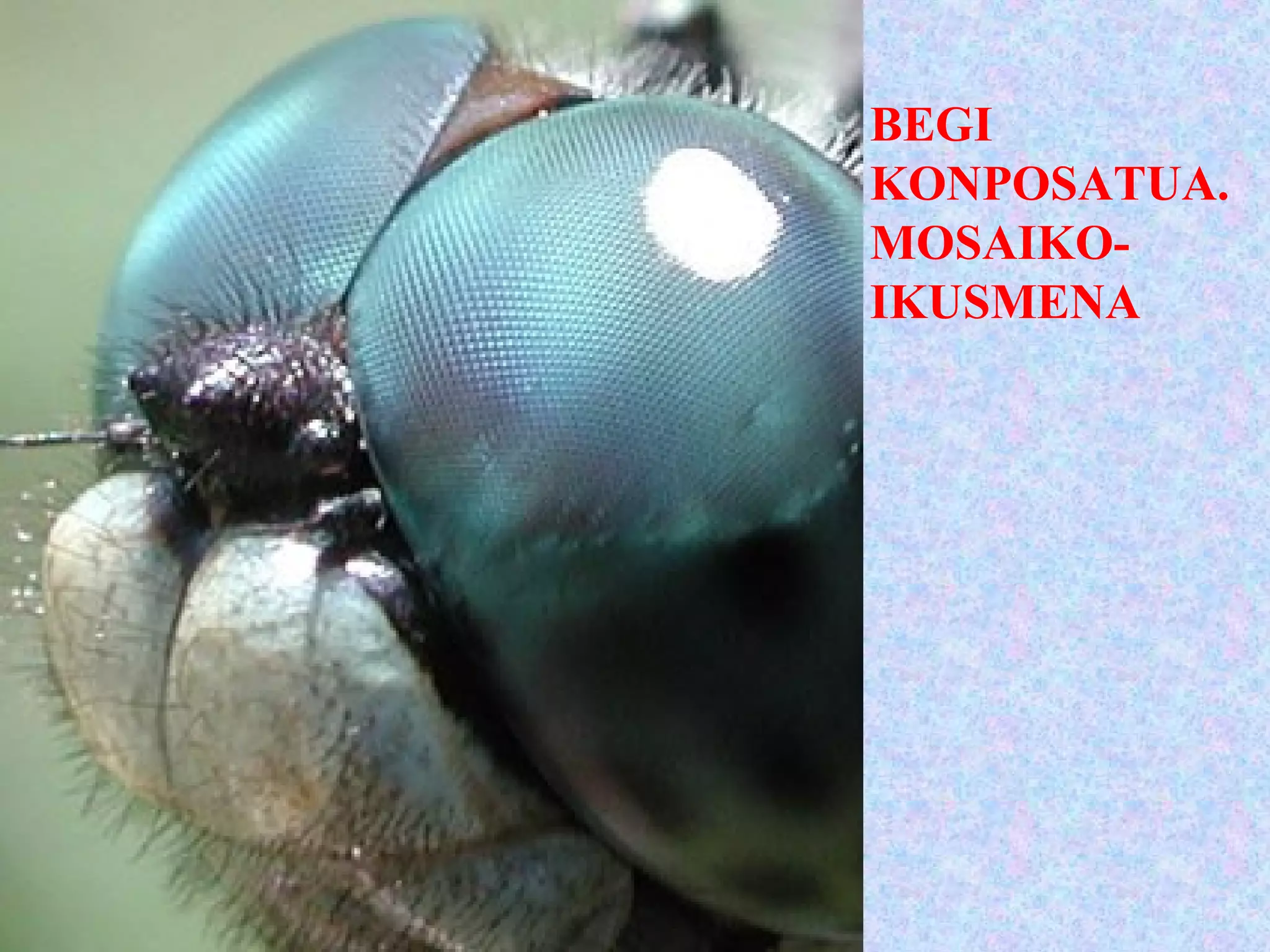 BEGI
KONPOSATUA.
MOSAIKO-
IKUSMENA
 