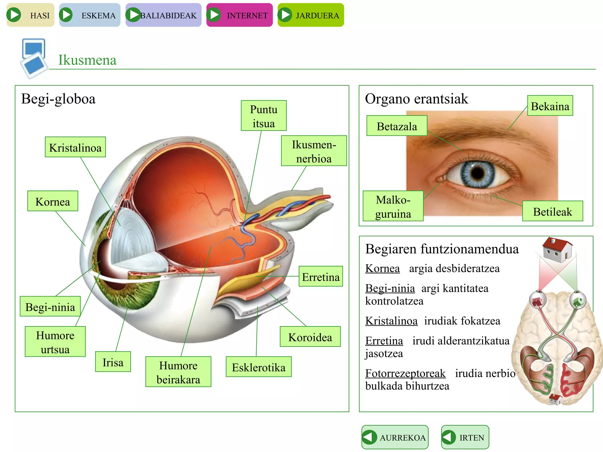 Ikusmena
HASI ESKEMA BALIABIDEAK INTERNET JARDUERA
IRTENAURREKOA
Begi-globoa Organo erantsiak
Begiaren funtzionamendua
Kristalinoa
Kornea
Begi-ninia
Humore
urtsua
Irisa Humore
beirakara
Puntu
itsua
Ikusmen-
nerbioa
Esklerotika
Koroidea
Erretina
Bekaina
Betileak
Betazala
Malko-
guruina
Kornea argia desbideratzea
Begi-ninia argi kantitatea
kontrolatzea
Kristalinoa irudiak fokatzea
Erretina irudi alderantzikatua
jasotzea
Fotorrezeptoreak irudia nerbio-
bulkada bihurtzea
 