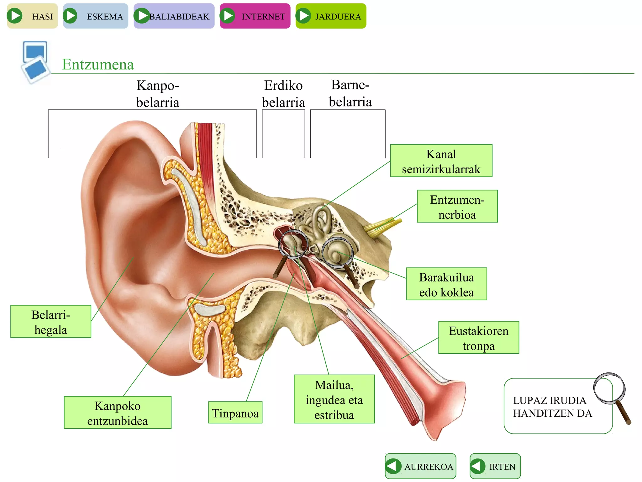 HASI ESKEMA BALIABIDEAK INTERNET JARDUERA
Entzumena
IRTENAURREKOA
LUPAZ IRUDIA
HANDITZEN DA
Belarri-
hegala
Kanpoko
entzunbidea
Tinpanoa
Kanpo-
belarria
Erdiko
belarria
Mailua,
ingudea eta
estribua
Barne-
belarria
Kanal
semizirkularrak
Barakuilua
edo koklea
Entzumen-
nerbioa
Eustakioren
tronpa
 