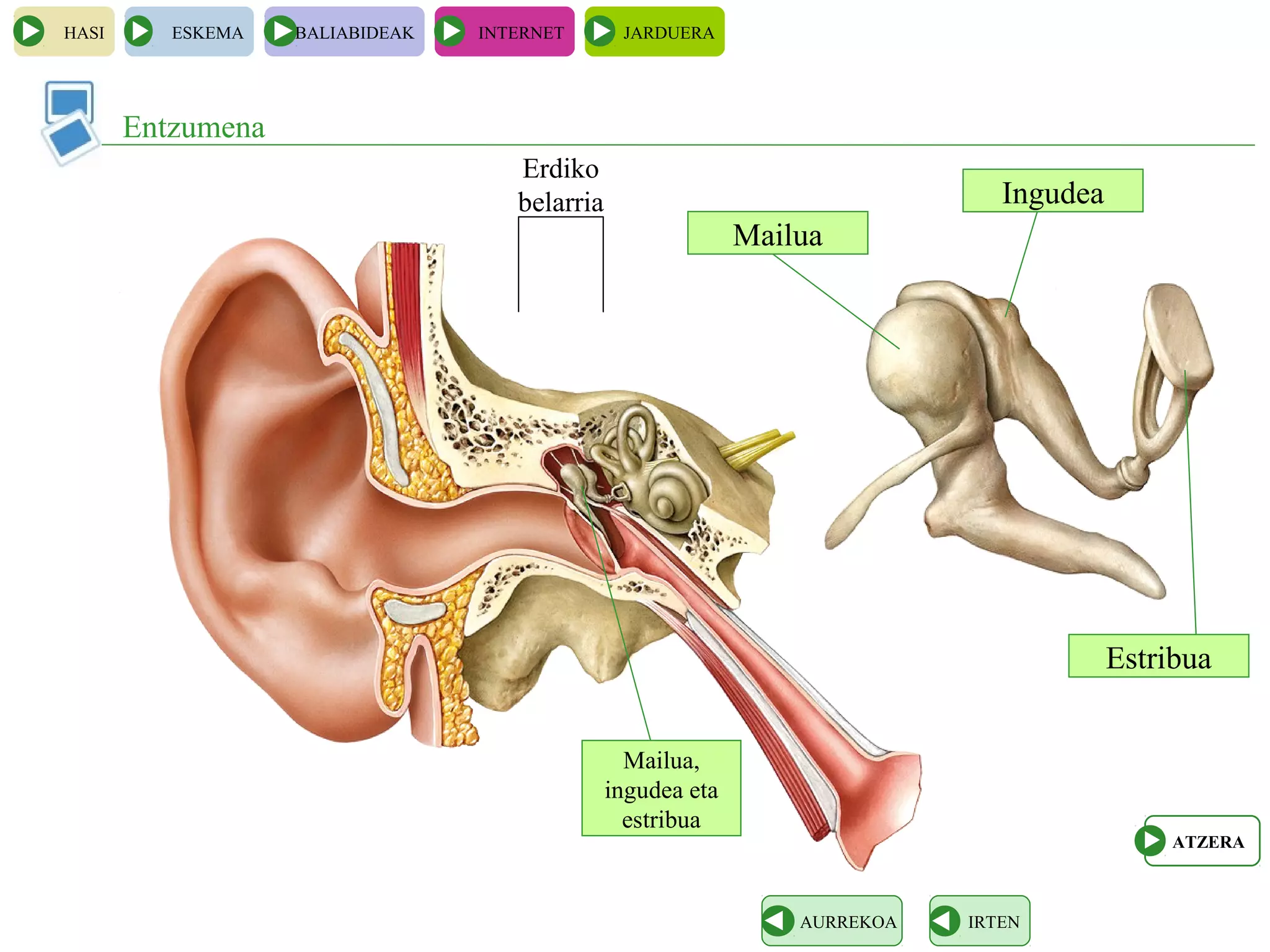 HASI ESKEMA BALIABIDEAK INTERNET JARDUERA
Entzumena
IRTENAURREKOA
Erdiko
belarria
Mailua,
ingudea eta
estribua
Mailua
Ingudea
Estribua
ATZERA
 