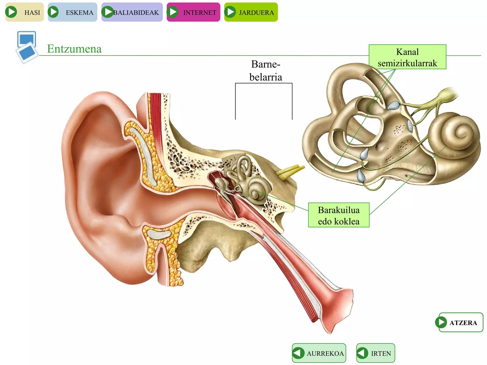 Kanal
semizirkularrak
HASI ESKEMA BALIABIDEAK INTERNET JARDUERA
Entzumena
IRTENAURREKOA
ATZERA
Barne-
belarria
Barakuilua
edo koklea
 