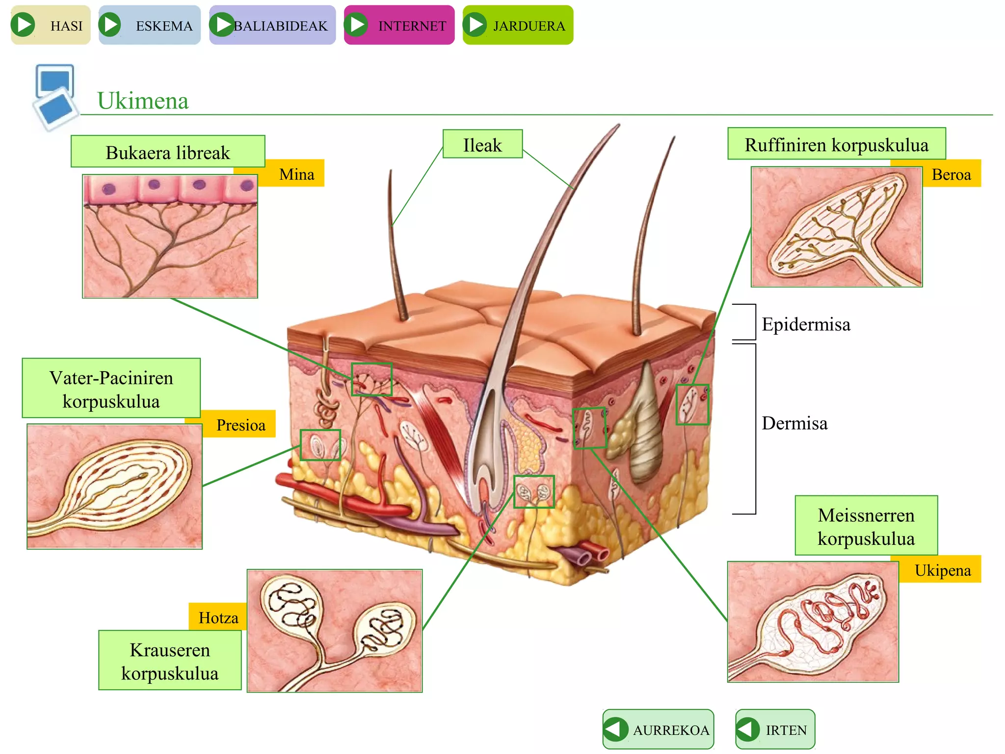 Hotza
Mina Beroa
Presioa
Ukipena
HASI ESKEMA BALIABIDEAK INTERNET JARDUERA
Ukimena
IRTENAURREKOA
Dermisa
Epidermisa
IleakBukaera libreak
Vater-Paciniren
korpuskulua
Ruffiniren korpuskulua
Meissnerren
korpuskulua
Krauseren
korpuskulua
 
