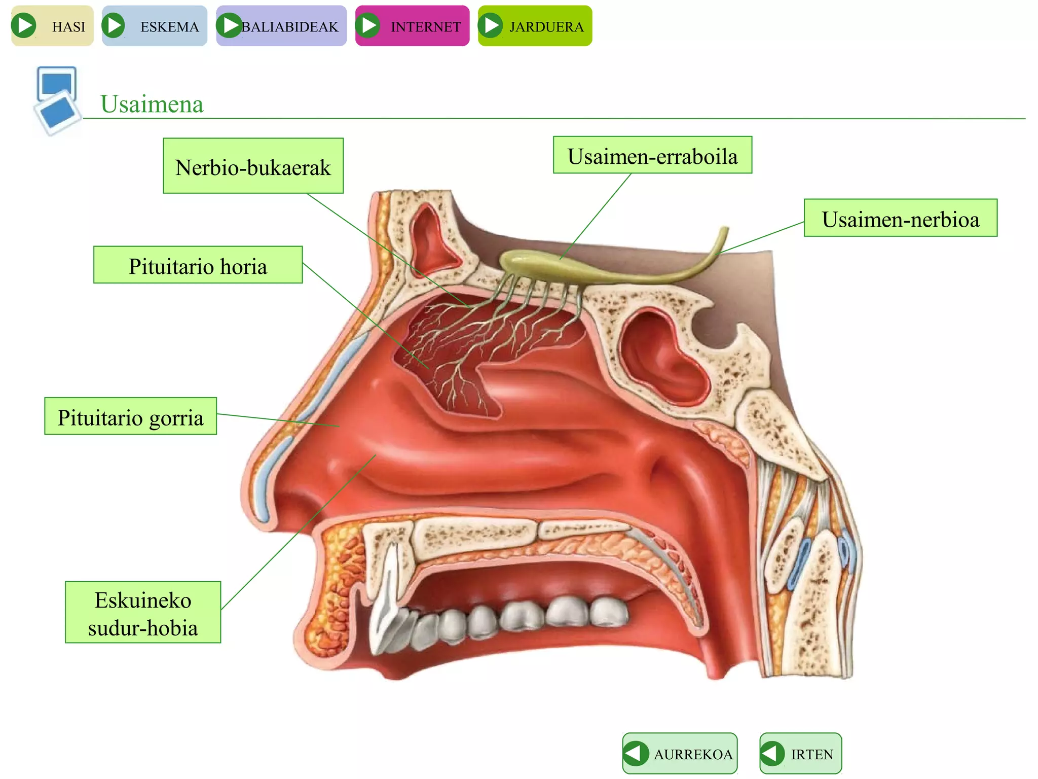 HASI ESKEMA BALIABIDEAK INTERNET JARDUERA
Usaimena
IRTENAURREKOA
Eskuineko
sudur-hobia
Pituitario gorria
Pituitario horia
Usaimen-nerbioa
Usaimen-erraboilaNerbio-bukaerak
 