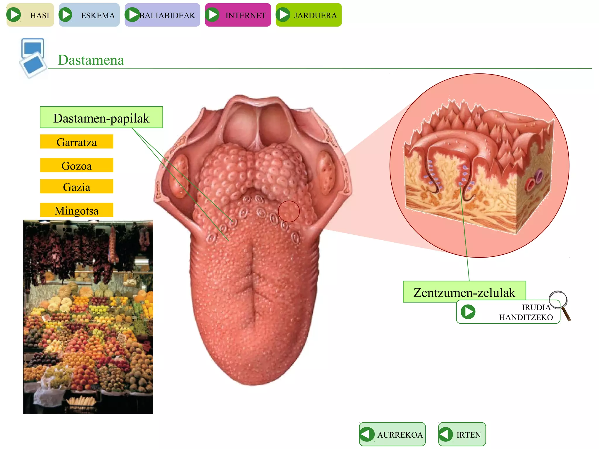 Garratza
Zentzumen-zelulak
Dastamena
HASI ESKEMA BALIABIDEAK INTERNET JARDUERA
IRTENAURREKOA
Dastamen-papilak
IRUDIA
HANDITZEKO
Gozoa
Gazia
Mingotsa
 