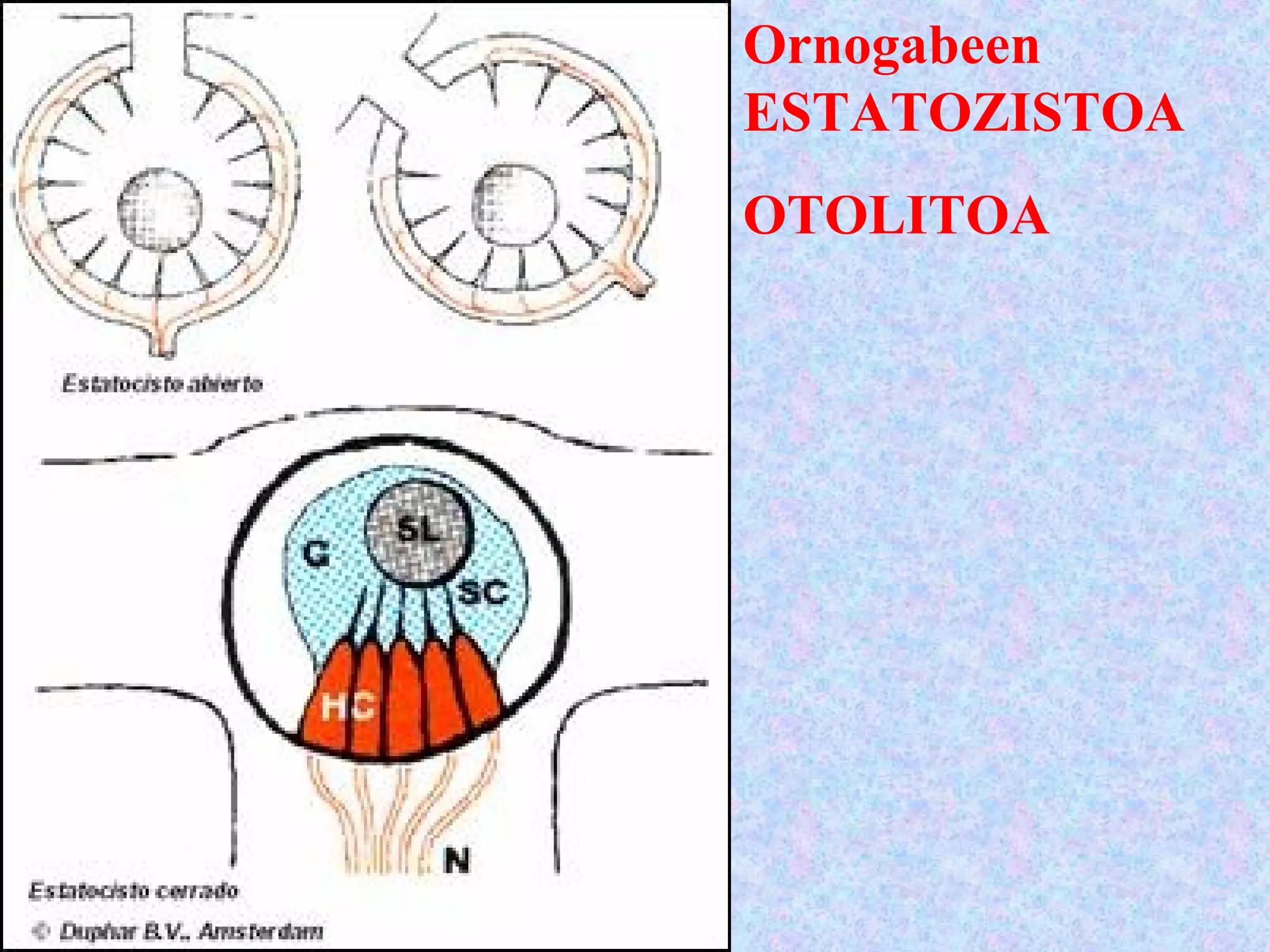 Ornogabeen
ESTATOZISTOA
OTOLITOA
 