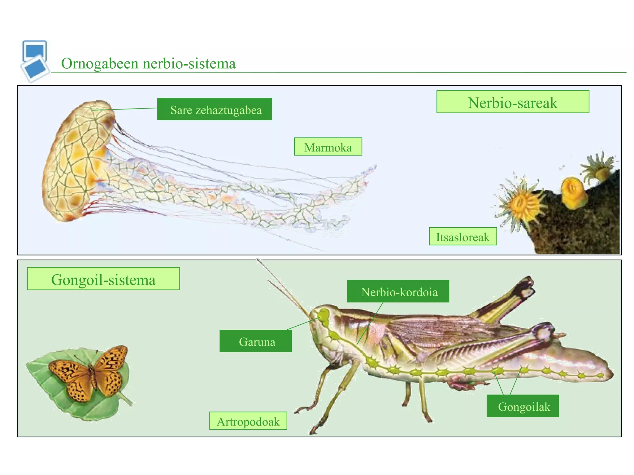 Ornogabeen nerbio-sistema
Nerbio-sareak
Gongoil-sistema
Sare zehaztugabea
Garuna
Nerbio-kordoia
Marmoka
Itsasloreak
Artropodoak
Gongoilak
 
