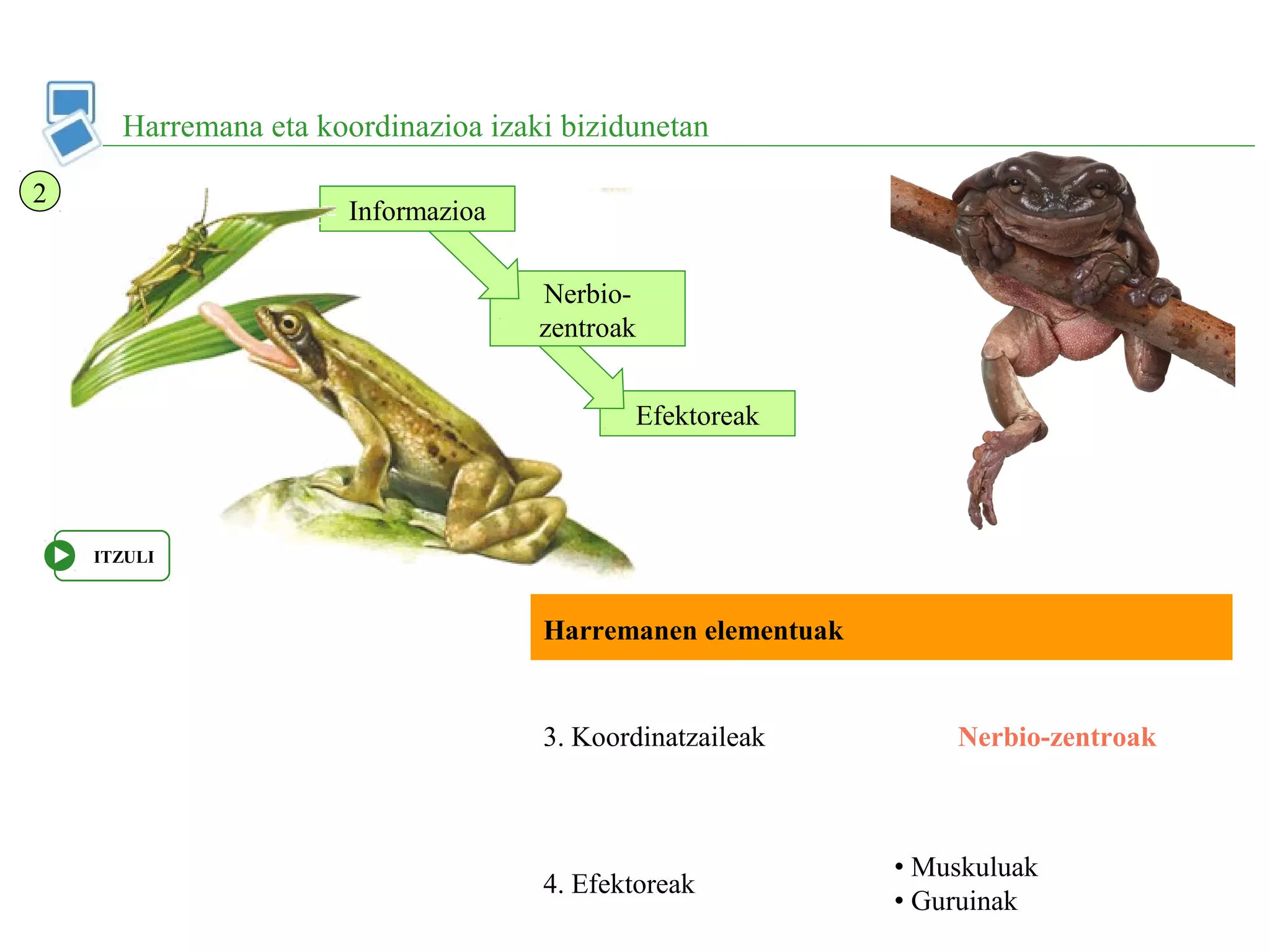 Efektoreak
Nerbio-
zentroak
Informazioa
Harremana eta koordinazioa izaki bizidunetan
2
Harremanen elementuak
3. Koordinatzaileak Nerbio-zentroak
4. Efektoreak
• Muskuluak
• Guruinak
ITZULI
 