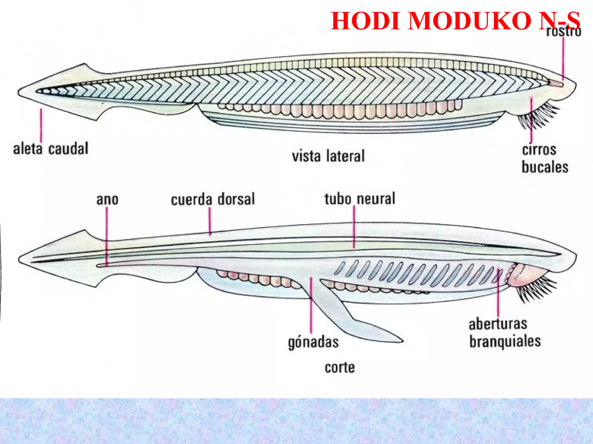 HODI MODUKO N-S
 