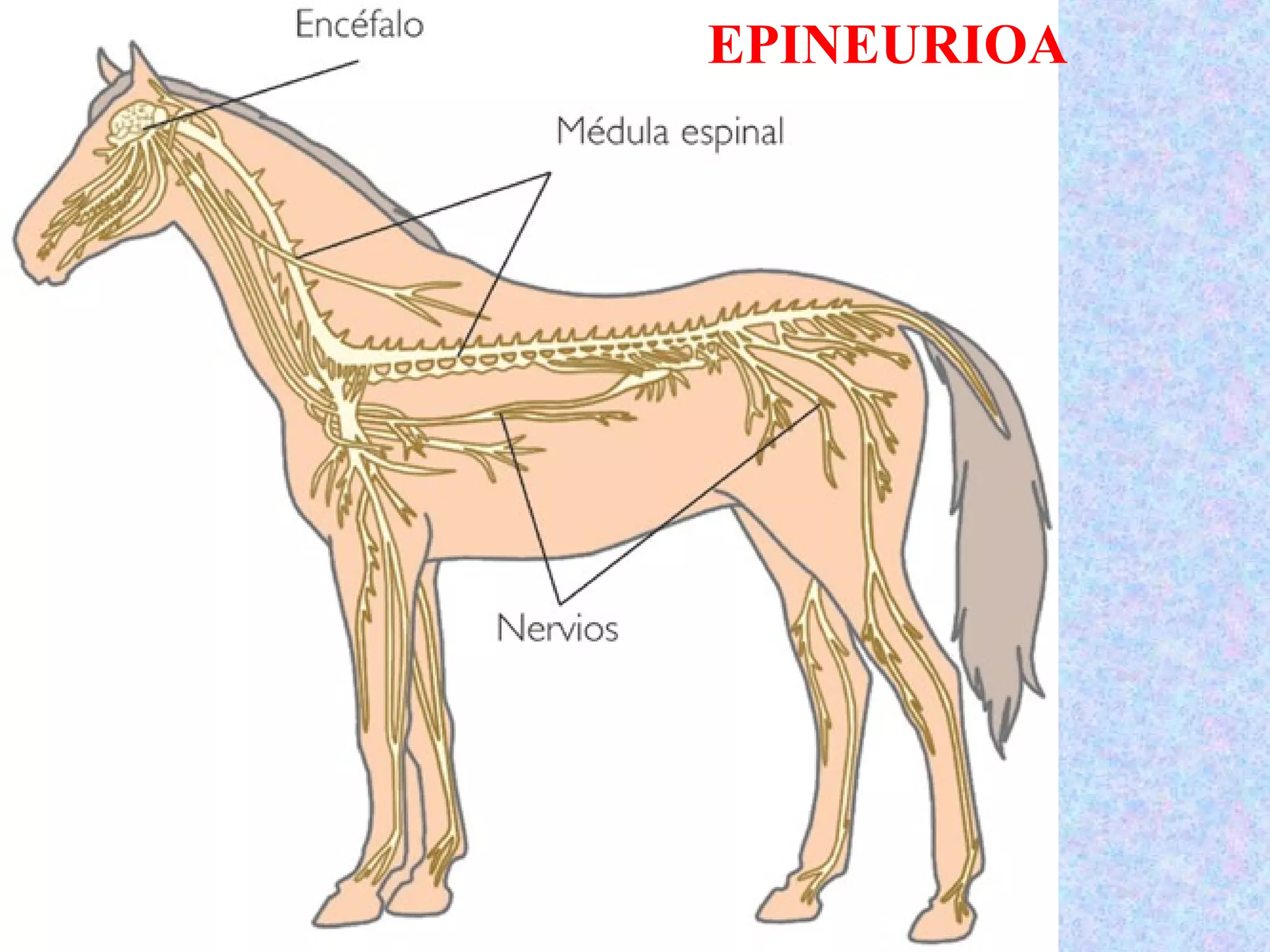 EPINEURIOA
 