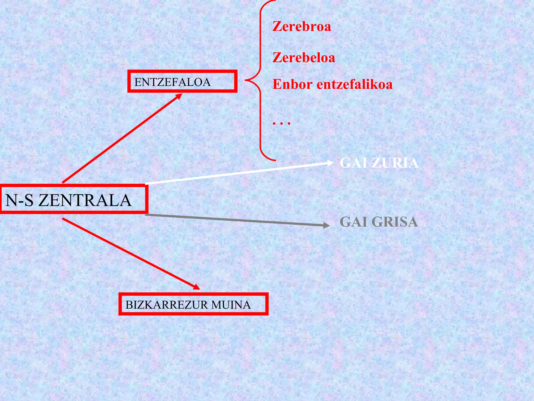 N-S ZENTRALA
ENTZEFALOA
BIZKARREZUR MUINA
Zerebroa
Zerebeloa
Enbor entzefalikoa
. . .
GAI GRISA
GAI ZURIA
 