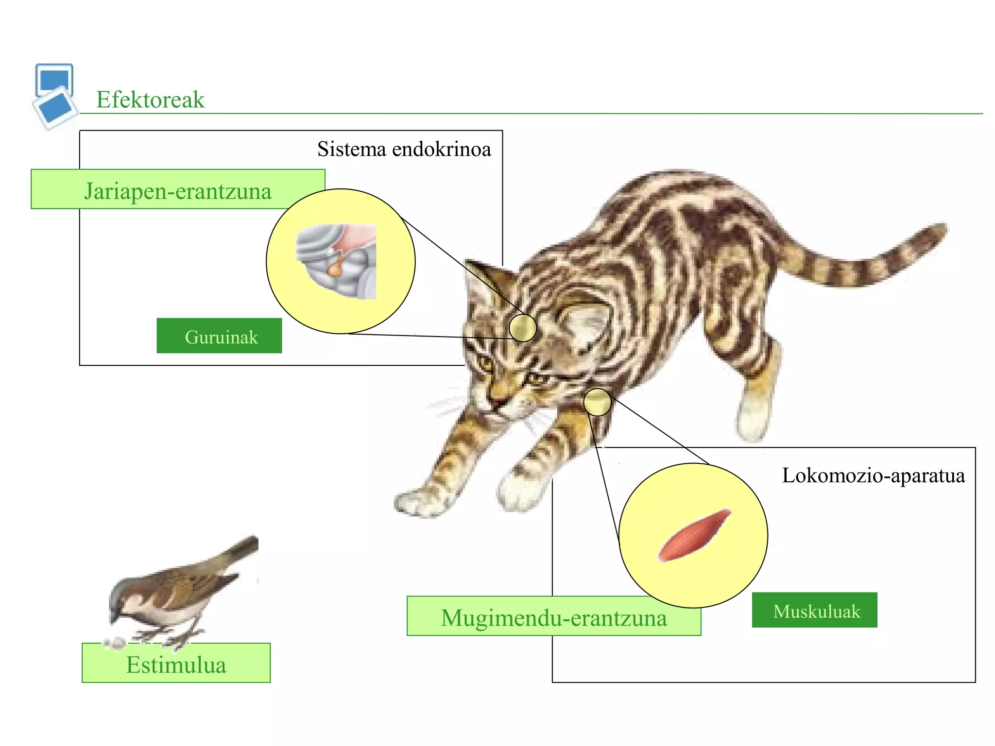 Estimulua
Jariapen-erantzuna
Mugimendu-erantzuna
Efektoreak
Guruinak
Muskuluak
Lokomozio-aparatua
Sistema endokrinoa
 