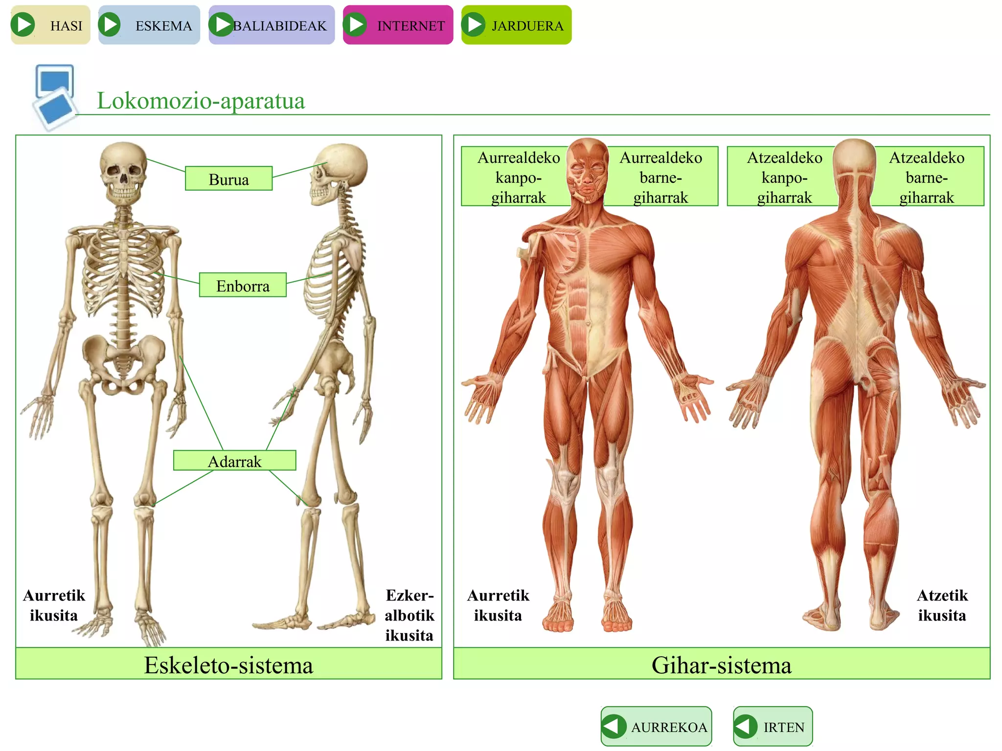 HASI ESKEMA BALIABIDEAK INTERNET JARDUERA
Lokomozio-aparatua
IRTENAURREKOA
Eskeleto-sistema Gihar-sistema
Adarrak
Aurrealdeko
kanpo-
giharrak
Aurrealdeko
barne-
giharrak
Aurretik
ikusita
Aurretik
ikusita
Atzealdeko
kanpo-
giharrak
Atzealdeko
barne-
giharrak
Atzetik
ikusita
Ezker-
albotik
ikusita
Burua
Enborra
 