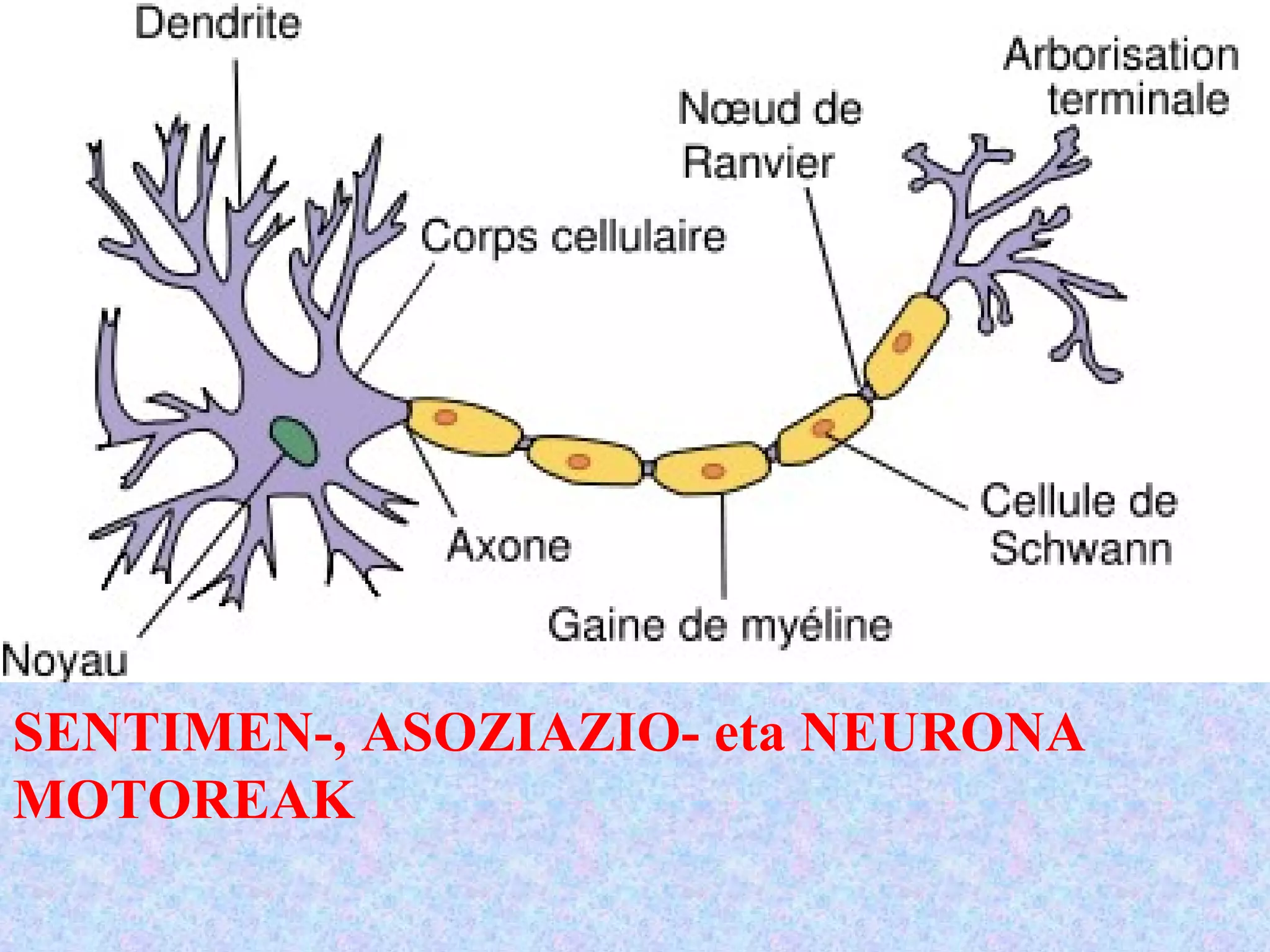 SENTIMEN-, ASOZIAZIO- eta NEURONA
MOTOREAK
 