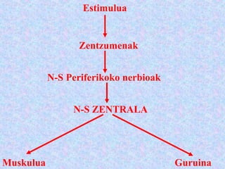 Estimulua
Zentzumenak
N-S Periferikoko nerbioak
N-S ZENTRALA
Muskulua Guruina
 