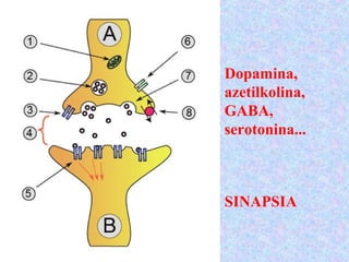 SINAPSIA
Dopamina,
azetilkolina,
GABA,
serotonina...
 