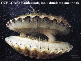 OZELOAK: Knidarioak, moluskuak eta anelidoak
 
