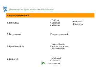 Harremana eta koordinazioa izaki bizidunetan
Harremanen elementuak
1. Estimuluak
• Fisikoak
• Kimikoak
• Biotikoak
•Barnekoak
•Kanpokoak
2. Errezeptoreak Zentzumen organoak
3. Koordinatzaileak
• Nerbio-sistema
• Sistema endokrinoa
edo hormonala
4. Efektoreak
• Muskuluak
• Guruinak
ERANTZUN MOTAK
 