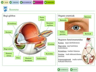 Ikusmena
HASI ESKEMA BALIABIDEAK INTERNET JARDUERA
IRTENAURREKOA
Begi-globoa Organo erantsiak
Begiaren funtzionamendua
Kristalinoa
Kornea
Begi-ninia
Humore
urtsua
Irisa Humore
beirakara
Puntu
itsua
Ikusmen-
nerbioa
Esklerotika
Koroidea
Erretina
Bekaina
Betileak
Betazala
Malko-
guruina
Kornea argia desbideratzea
Begi-ninia argi kantitatea
kontrolatzea
Kristalinoa irudiak fokatzea
Erretina irudi alderantzikatua
jasotzea
Fotorrezeptoreak irudia nerbio-
bulkada bihurtzea
 