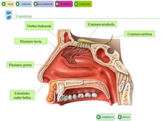 HASI ESKEMA BALIABIDEAK INTERNET JARDUERA
Usaimena
IRTENAURREKOA
Eskuineko
sudur-hobia
Pituitario gorria
Pituitario horia
Usaimen-nerbioa
Usaimen-erraboilaNerbio-bukaerak
 