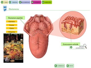 Garratza
Zentzumen-zelulak
Dastamena
HASI ESKEMA BALIABIDEAK INTERNET JARDUERA
IRTENAURREKOA
Dastamen-papilak
IRUDIA
HANDITZEKO
Gozoa
Gazia
Mingotsa
 