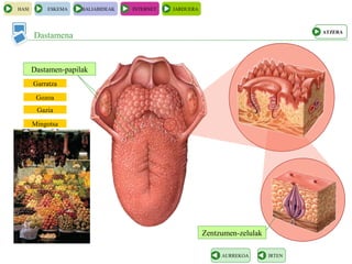 Zentzumen-zelulak
Dastamena
HASI ESKEMA BALIABIDEAK INTERNET JARDUERA
IRTENAURREKOA
Dastamen-papilak
ATZERA
Garratza
Gozoa
Gazia
Mingotsa
 